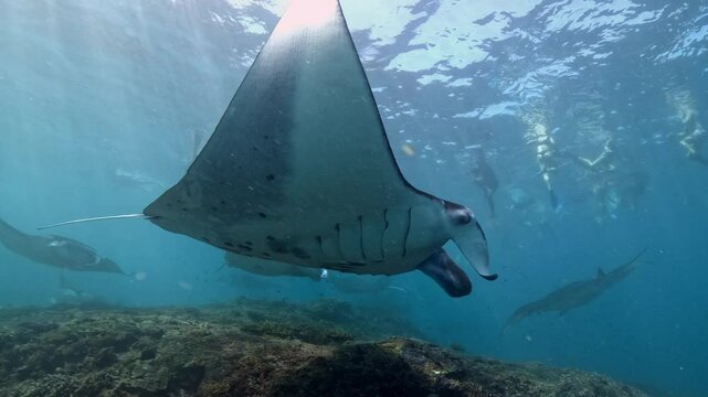 Diving and snorkeling with Manta rays at the cleaning station. Manta Point dive site, Nusa Penida island near Bali, Indonesia. 4k slow motion video