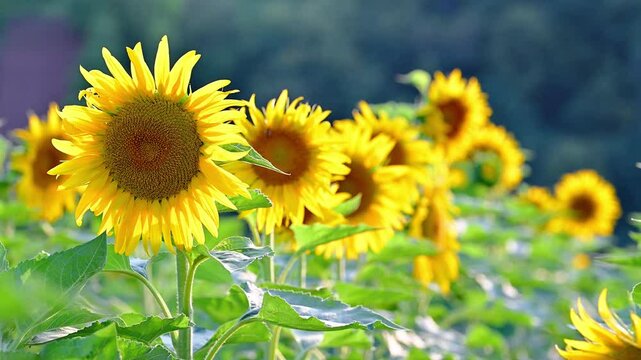 sunflower in the field