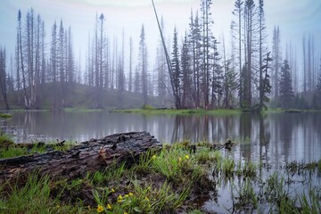 A misty forest scene with a calm lake reflecting trees and a fallen log in foreground