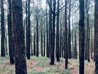Dense Pine Tree Forest – Eye-Level View of Natural Woodland