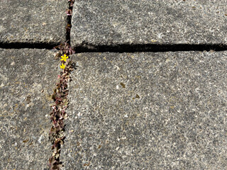 Tiny yellow wildflower blooming through a crack in weathered concrete tiles, symbolizing resilience...