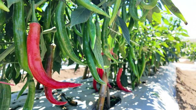 Green and red chili peppers grow under bright sunlight in a well-maintained vegetable garden