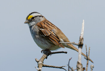 White throated sparrow portrait