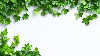 Fresh green parsley leaves isolated on white background and texture,