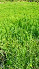 A verdant rice field with natural scenery. Asian green fields.