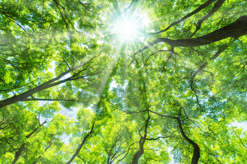 新緑の木と木漏れ日