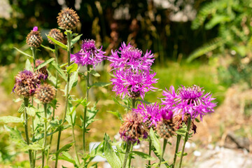 Centaurea Nervosa plant in Saint Gallen in Switzerland 13.6.25