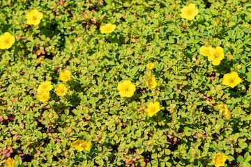 Potentilla Eriocarpa plant in Saint Gallen in Switzerland 13.6.25