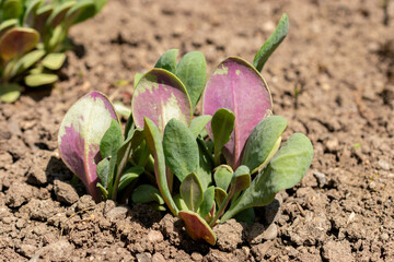 Calandrinia Grandiflora plant in Saint Gallen in Switzerland 13.6.25
