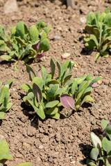Calandrinia Grandiflora plant in Saint Gallen in Switzerland 13.6.25