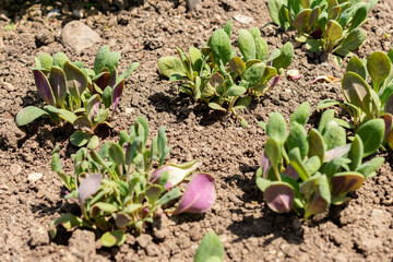Calandrinia Grandiflora plant in Saint Gallen in Switzerland 13.6.25