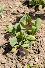 Calandrinia Grandiflora plant in Saint Gallen in Switzerland 13.6.25