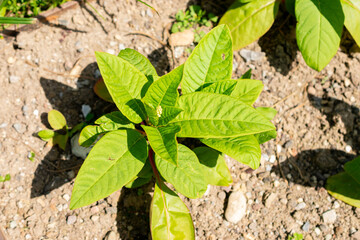 Pokeweed or Phytolacca Americana plant in Saint Gallen in Switzerland 13.6.25