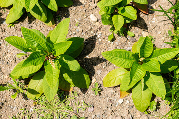 Pokeweed or Phytolacca Americana plant in Saint Gallen in Switzerland 13.6.25