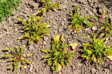 Goosefoot or Blitum Capitatum plant in Saint Gallen in Switzerland 13.6.25