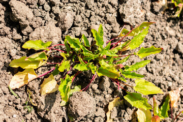Goosefoot or Blitum Capitatum plant in Saint Gallen in Switzerland 13.6.25