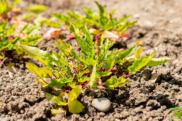 Goosefoot or Blitum Capitatum plant in Saint Gallen in Switzerland 13.6.25