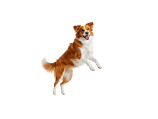 Happy golden retriever running and jumping mid-air, full body isolated on transparent background—perfect for pet ads, playful scenes, or animal-themed designs.