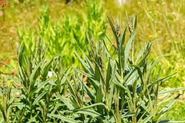 Milky loosestrife or Lysimachia Ephemerum plant in Saint Gallen in Switzerland 13.6.25