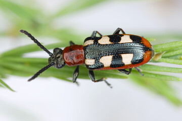 Common asparagus beetle, Crioceris asparagi. An adult insect on an asparagus twig, seen from above.