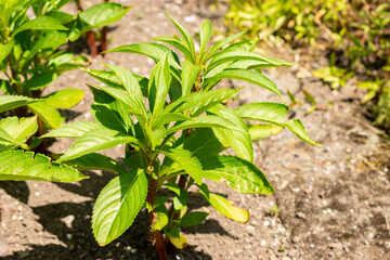 Garden balsam or Impatiens Balsamina plant in Saint Gallen in Switzerland 13.6.25