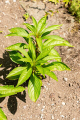 Garden balsam or Impatiens Balsamina plant in Saint Gallen in Switzerland 13.6.25