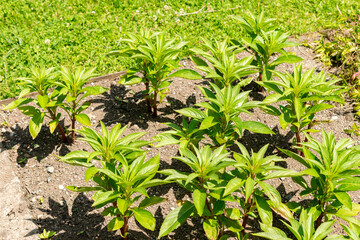 Garden balsam or Impatiens Balsamina plant in Saint Gallen in Switzerland 13.6.25