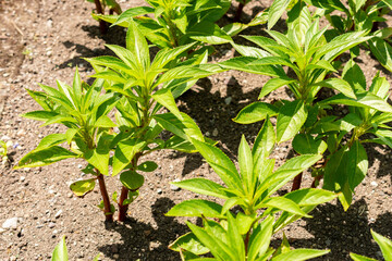 Garden balsam or Impatiens Balsamina plant in Saint Gallen in Switzerland 13.6.25