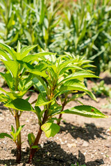 Garden balsam or Impatiens Balsamina plant in Saint Gallen in Switzerland 13.6.25
