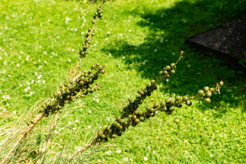 Yellow asphodel or Asphodeline Lutea plant in Saint Gallen in Switzerland 13.6.25