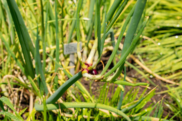 Obraz premium Bulb onion or Allium Cepa plant in Saint Gallen in Switzerland 13.6.25