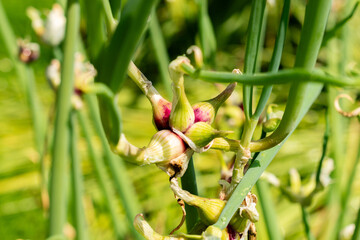 Bulb onion or Allium Cepa plant in Saint Gallen in Switzerland 13.6.25