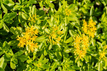 Orange stonecrop or Sedum Kamtschaticum plant in Saint Gallen in Switzerland 13.6.25