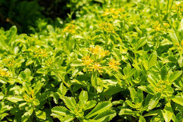 Orange stonecrop or Sedum Kamtschaticum plant in Saint Gallen in Switzerland 13.6.25