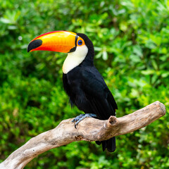 The Toco Toucan perched on a branch is native to South America. Known for its large colorful bill, it plays a vital role in seed dispersal