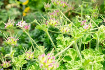 Rose geranium or Pelargonium Capitatum plant in Saint Gallen in Switzerland 13.6.25