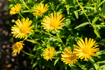 Ox eye or Buphthalmum Salicifolium plant in Saint Gallen in Switzerland 13.6.25