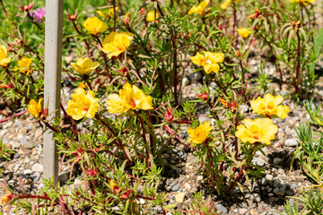 Mexican rose or Portulaca Grandiflora plant in Saint Gallen in Switzerland 13.6.25