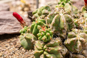 King cup cactus or Echinocereus Triglochidiatus plant in Saint Gallen in Switzerland 13.6.25