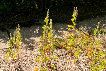 Quinoa or Chenopodium Quinoa plant in Saint Gallen in Switzerland 13.6.25