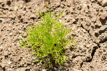 Wild fennel flower or Nigella Arvensis plant in Saint Gallen in Switzerland 13.6.25