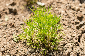 Wild fennel flower or Nigella Arvensis plant in Saint Gallen in Switzerland 13.6.25