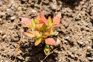 Tassel flower or Amaranthus Caudatus plant in Saint Gallen in Switzerland 13.6.25
