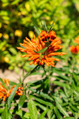 Lions tail or Leonotis Leonurus plant in Saint Gallen in Switzerland 13.6.25