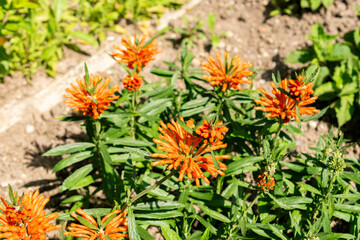 Lions tail or Leonotis Leonurus plant in Saint Gallen in Switzerland 13.6.25