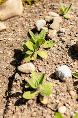 Helichrysum Aureum plant in Saint Gallen in Switzerland 13.6.25