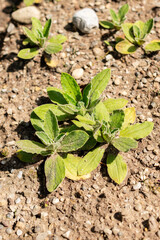 Helichrysum Aureum plant in Saint Gallen in Switzerland 13.6.25