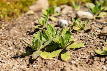 Helichrysum Aureum plant in Saint Gallen in Switzerland 13.6.25