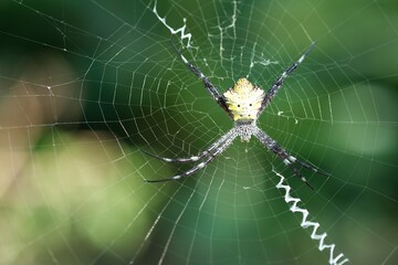 A close-up of an Argiope appensa spider, also known as the Hawaiian garden spider, resting at the center of its web with a visible zigzag stabilimentum, set against a blurred green background.