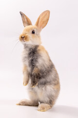 A healthy lovely baby brown bunny easter rabbit stand up on two legs on white background. Cute fluffy rabbit on white background Lovely mammal with beautiful bright eyes in nature life.Animal concept.